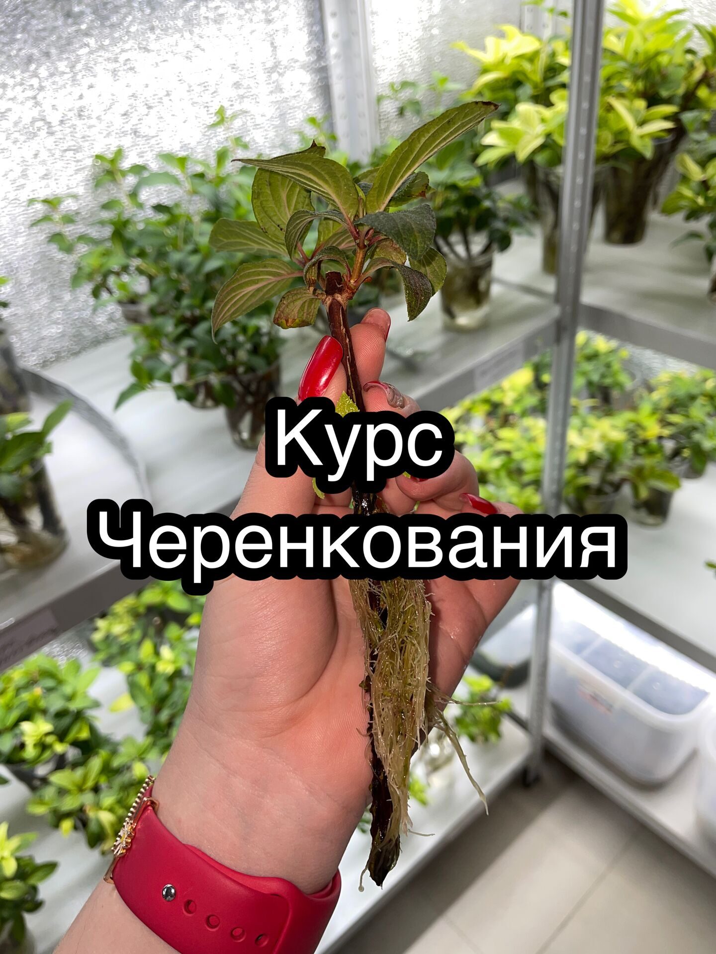 Черенкования