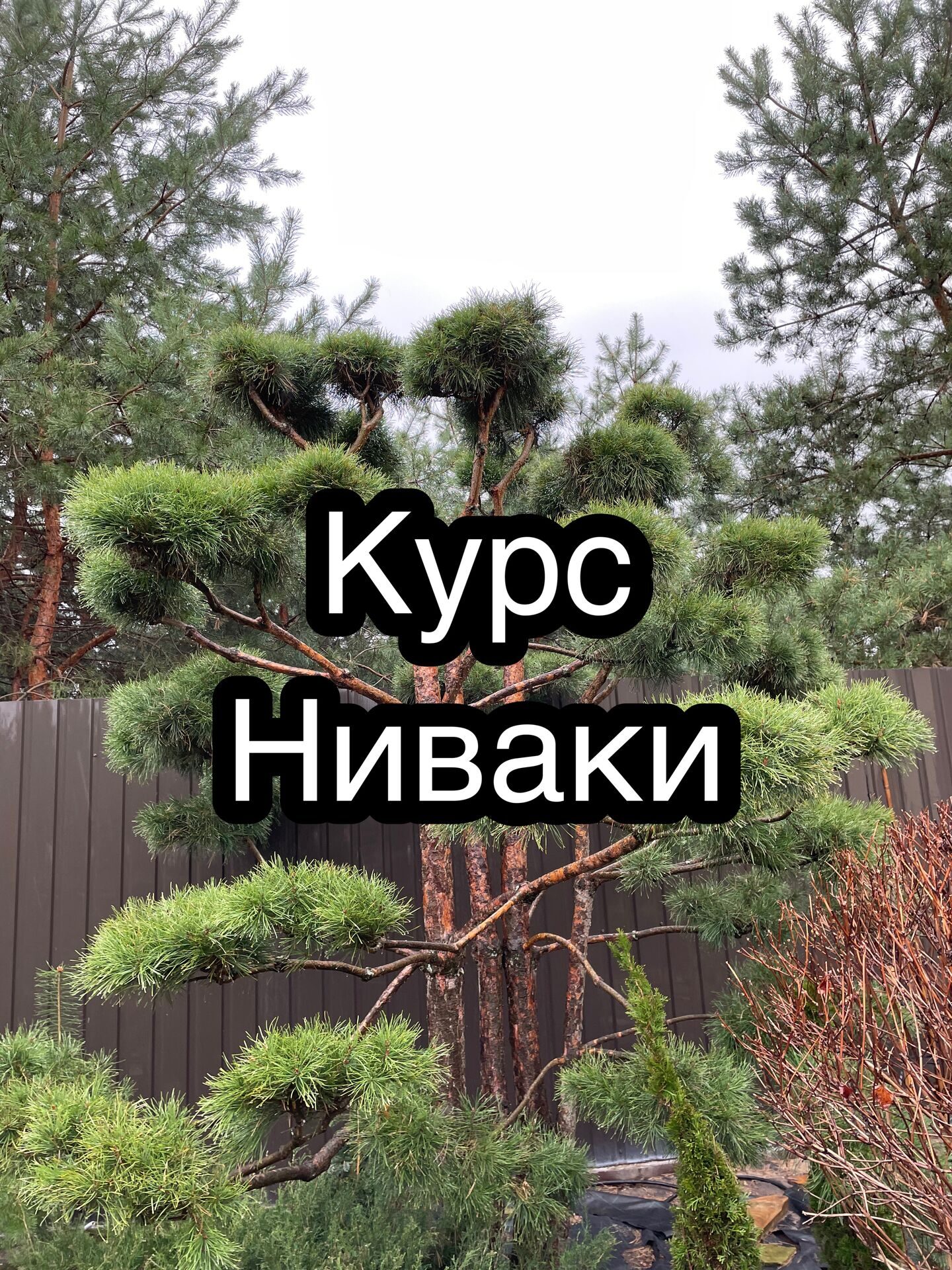 Ниваки